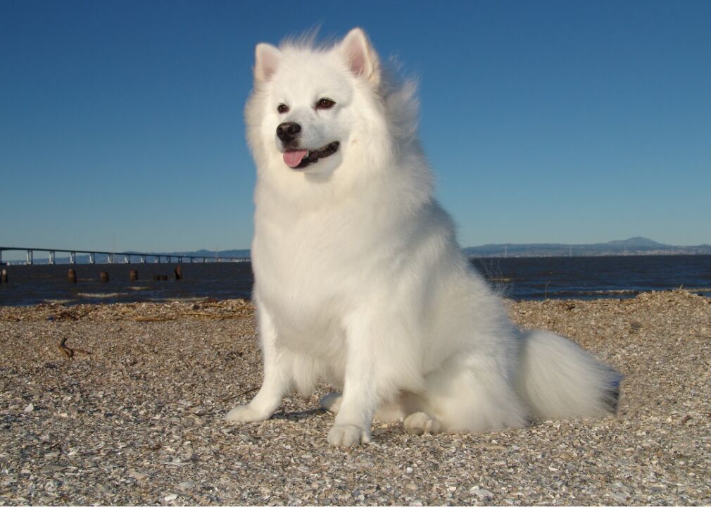 #51. American Eskimo dog (tie)